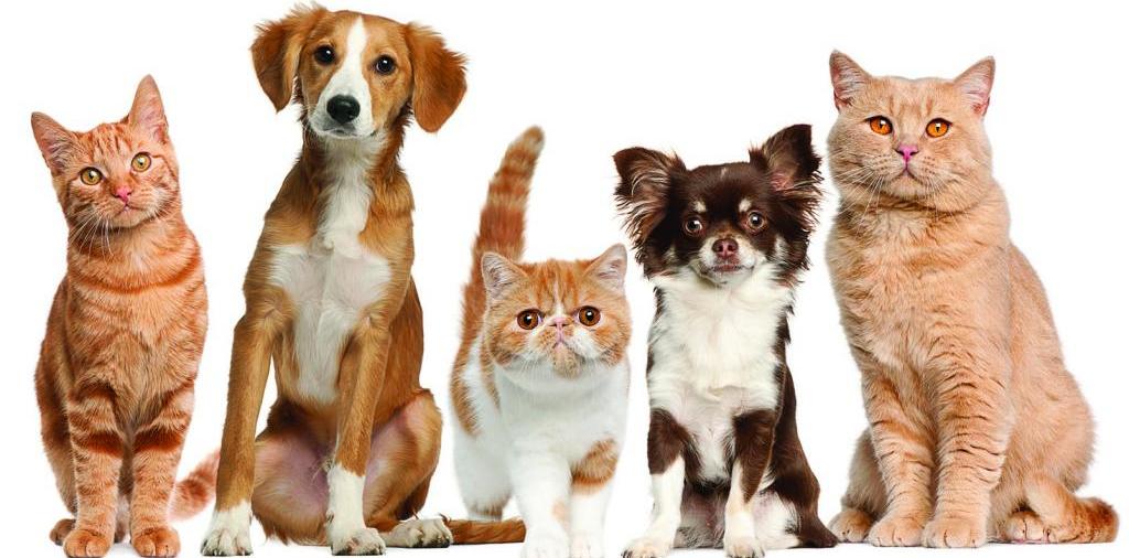Доска объявлений о животных | ЗооТом - продажа, вязка и услуги для животных в Бабушкине
