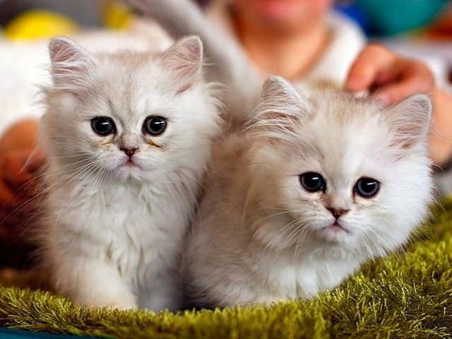 Породы кошек в Бабушкине | ЗооТом портал о животных