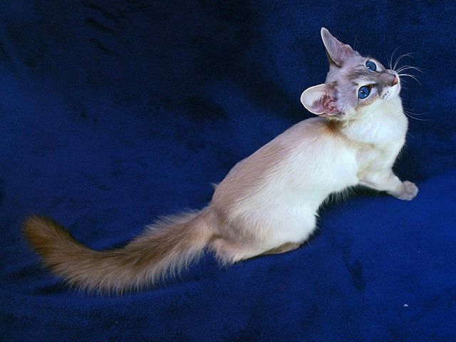 Выведенные породы кошек в Бабушкине | ЗооТом портал о животных