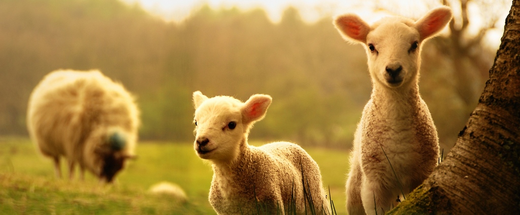 Объявления о сельскохозяйственных животных | ЗооТом - продажа, вязка и услуги для животных в Бабушкине
