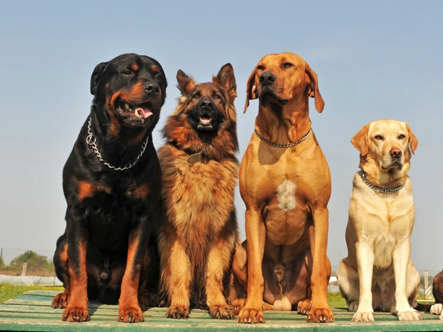 Крупные породы собак в Бабушкине | ЗооТом портал о животных